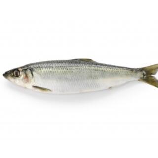 Wholesale Fish and Seafood Products