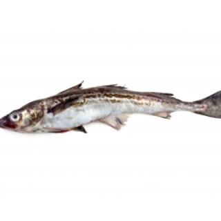 Wholesale Fish and Seafood Products image 2