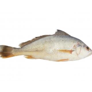 Wholesale Fish and Seafood Products image 3