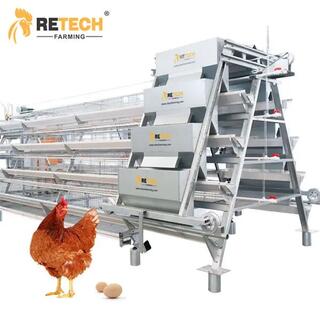 Automatic A Type Poultry Farm Layer Chicken Cage