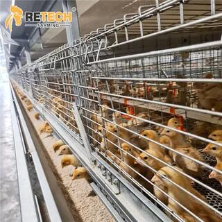 Automatic H Type Poultry Farm Pullet Chicken Cage