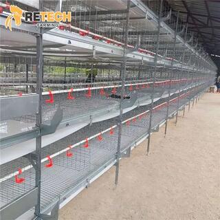 Automatic H Type Poultry Farm Pullet Chicken Cage image 4