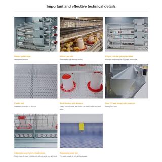 Automatic H Type Poultry Farm Pullet Chicken Cage image 8