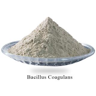 Bacillus Coagulans