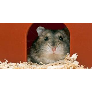 Wood Shavings for Small Pets image 6