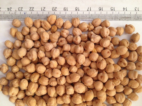 Ethiopian Kabuli Chickpeas