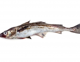 Wholesale Fish and Seafood Products image 2