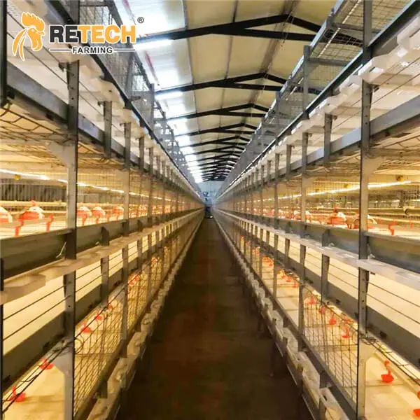 Automatic H Type Poultry Farm Broiler Chicken Cage image 1