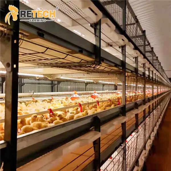 Automatic H Type Poultry Farm Broiler Chicken Cage image 3