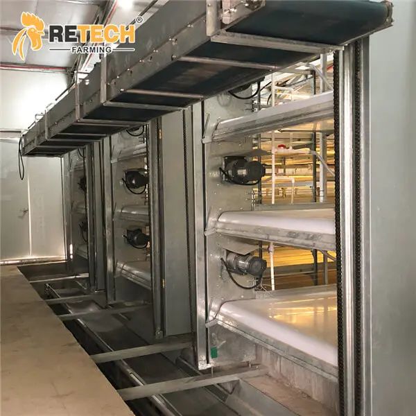 Automatic H Type Poultry Farm Broiler Chicken Cage image 5