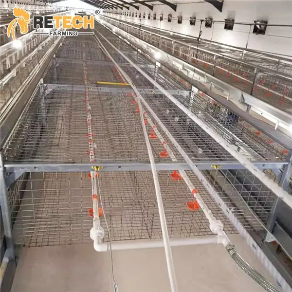 Automatic H Type Poultry Farm Pullet Chicken Cage image 6