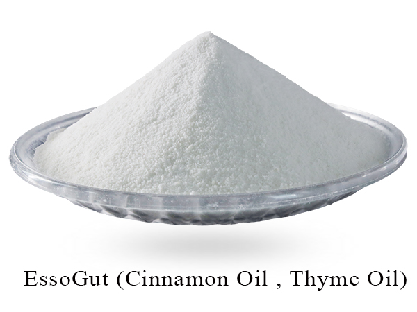 EssoGut (Cinnamon Oil, Thyme Oil) image 1