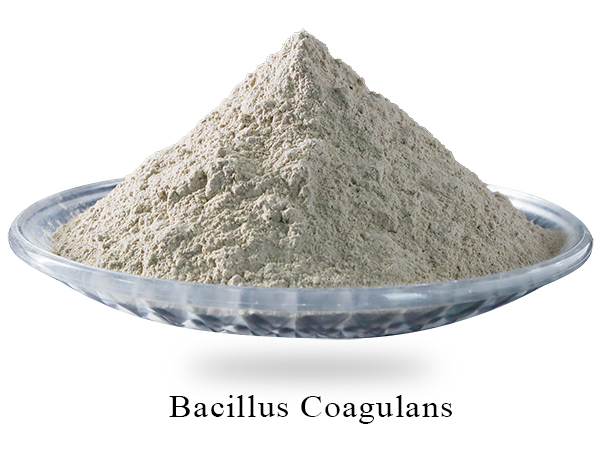 Bacillus Coagulans image 1