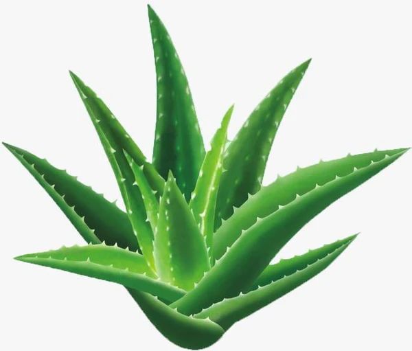 Aloe Emodin Powder image 3