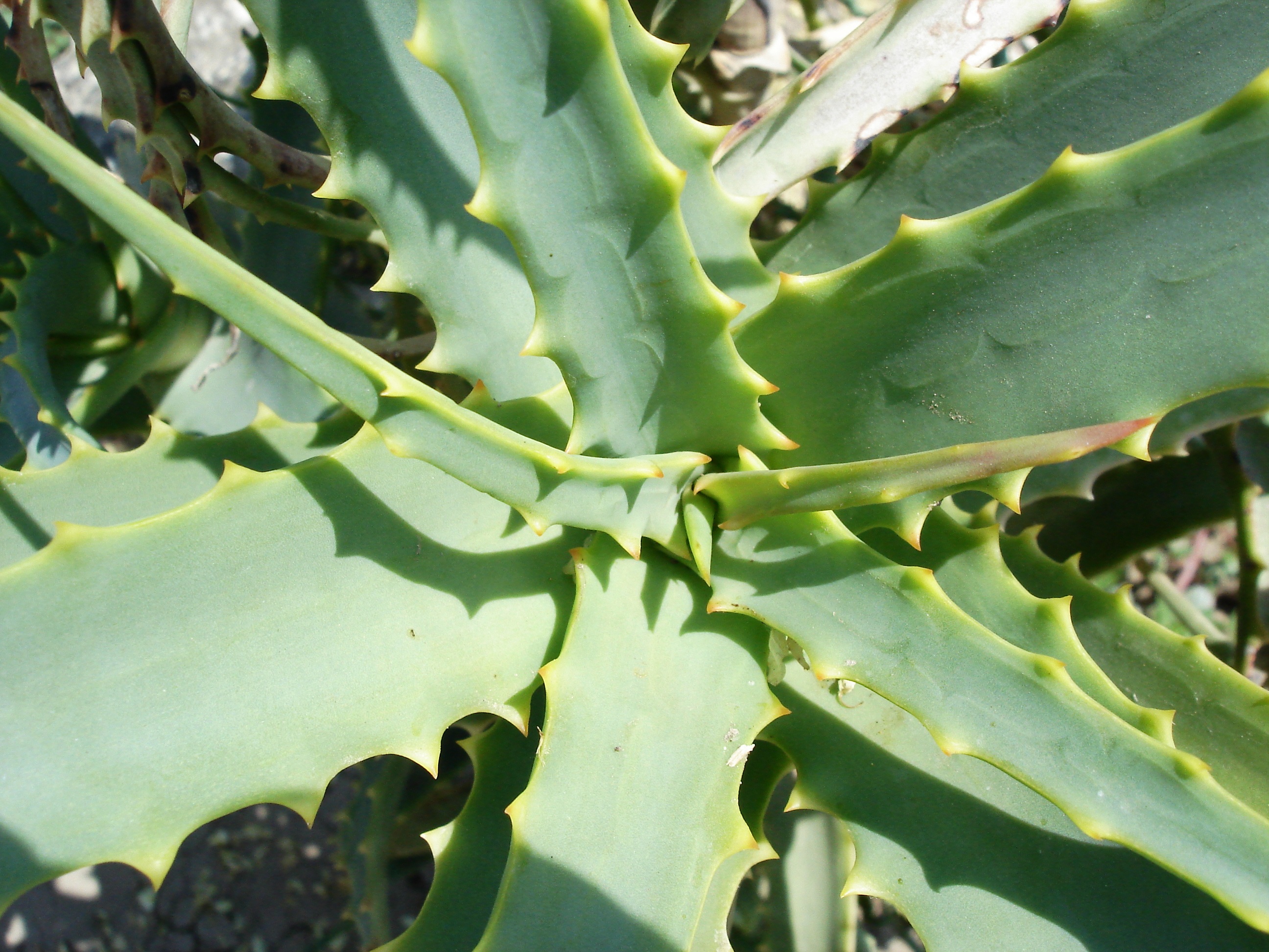 Aloe Vera Oil