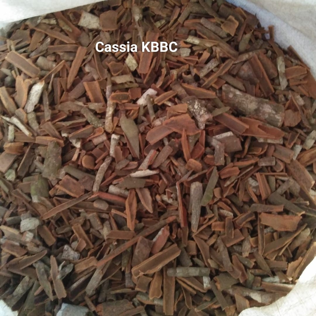 Cassia Broken KBBC