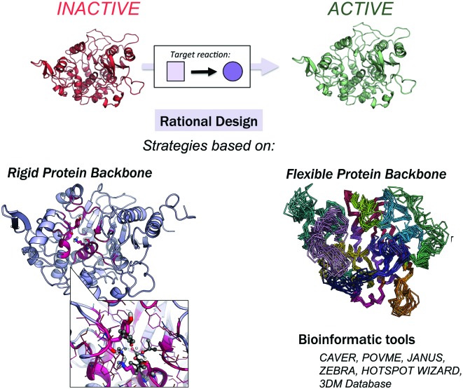 Rational Enzyme Design Services