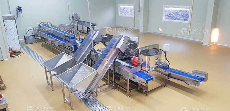 Fengxiang Commercial Potato Peeler Peeling And Washing Machine image 2